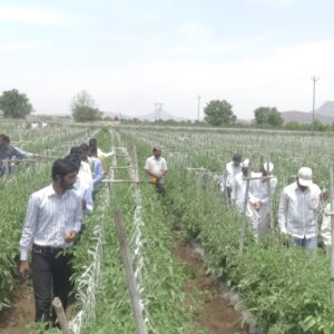 More than 150 farmers from across Nashik district visited the IBVB Technology treated tomato plot at Mulher, Maharashtra, to observe healthier crop growth and field-level performance.