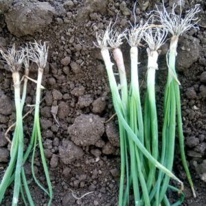 Same-day cultivation comparison showing stronger root development and healthier plant growth in IBVB Technology treated trial plants (Right) versus untreated control plants (Left).