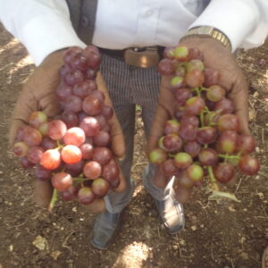 The clear Difference in quality of grapes Treated (Right hand) Untreated (Left Hand))
