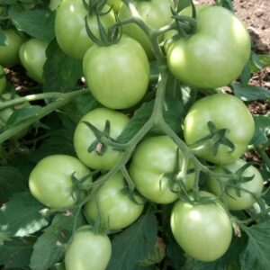 Tomato Bunches Treated with IBVB Technology