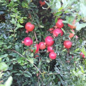 Fruit quality with IBVB Technology