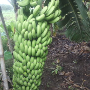 Banana bunch treated with IBVB Technology