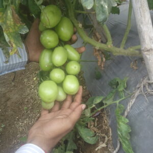 Tomato bunch treated with with IBVB Technology