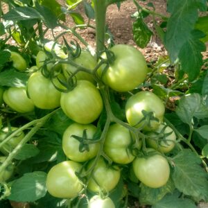 Tomato Fruit Setting